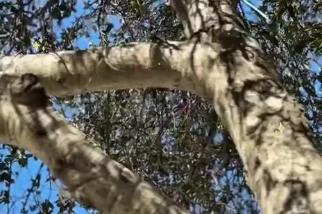 Oak branches against the blue sky in the Colegio Encinos playground